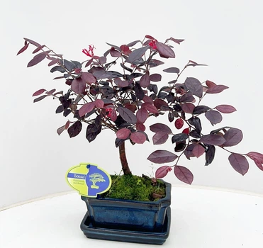 Бонсай Loropetalum в кераміці (15/25-35)