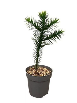 Араукарія Чилійська Araucaria araucana, 9 горщик