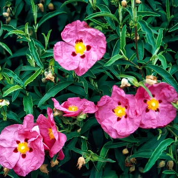 Семена Ладанник складчатый, Cistus crispus 10 шт/уп