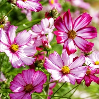 Семена Космос 'Candy Stripe', Cosmos bipinnatus 10 шт/уп
