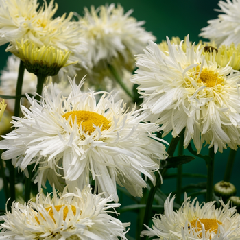 Насіння Королиця чудова 'Crazy Daisy', Leucanthemum x superbum 10 шт/уп