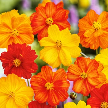 Семена Космос "Онентек" , Cosmos Sulphureus 0.1 гр/уп
