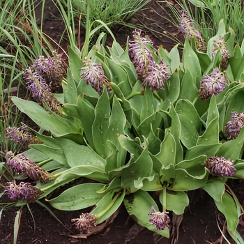 Семена Ледебурия Асперифолина, Ledebouria asperifolia 3 шт/уп