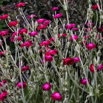 Семена Лихнис корончатый, Silene coronaria 0.1 гр/уп