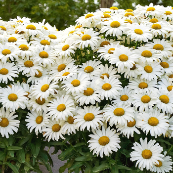 Насіння Нив'яник May Queen, Leucanthemum vulgare 0.1 гр/уп