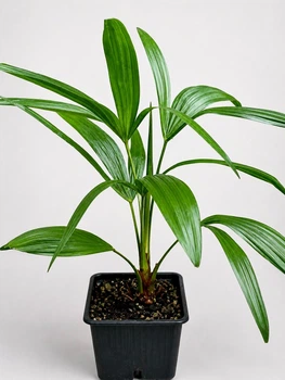 Пальма Trachycarpus Fortunei , горщик ⌀9,