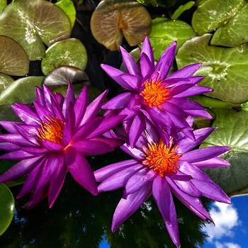 Насіння Німфея Пухнаста 'Purple', Nymphaea pubescens 10 шт/уп