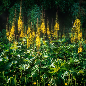 Насіння Язичник Пржевальського, Ligularia przewalskii 10 шт/уп