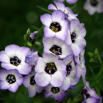 Насіння Гілія триколірна 'Birds Eyes', Gilia tricolor 20 шт/уп