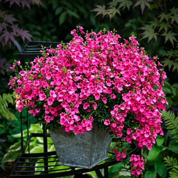 Семена Диасция Барберы 'Pink Queen', Diascia barberae 20 шт/уп