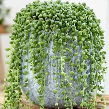 Саджанці Хрестовника Роулі (Senecio Rowleyanus) P9
