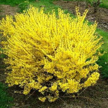 Саджанці Форзиції проміжної Голден Таймс (Forsythia x intermedia Golden Times) ПКС
