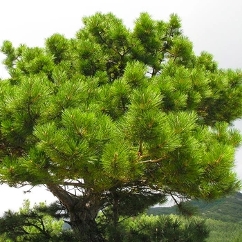Саженцы Сосны Палласа (Крымская) (Pinus pallasiana) Р9