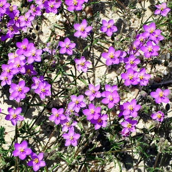 Семена Торица пурпурная, Spergularia purpurea 0.02 гр/уп