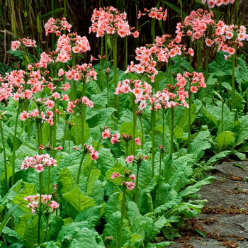 Семена Примула японская 'Appleblossom', Primula japonica 10 шт/уп