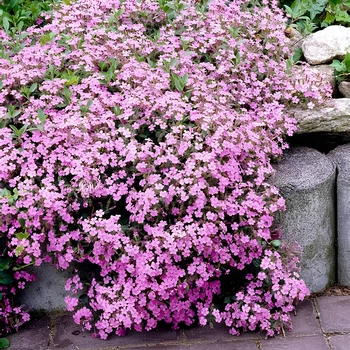 Семена Сапонария Базиликолистная, Saponaria ocymoides 10 шт/уп