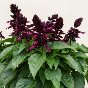 Семена Сальвия сверкающая 'Lighthouse Purple', Salvia splendens 5 шт/уп