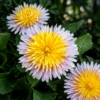 Семена Розовый одуванчик, Taraxacum pseudoroseum10 шт/уп