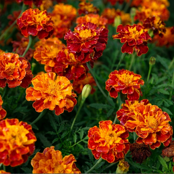 Насіння Чорнобривці розлогі 'Carmelita', Tagetes patula 10 шт/уп
