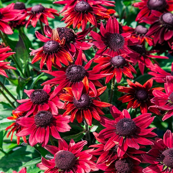 Семена Рудбекия волосистая 'Cherry Brandy', Rudbeckia hirta 10 шт/уп