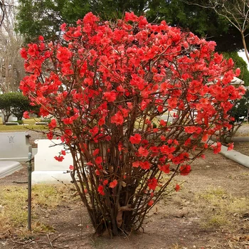 Насіння Хеномелес японський, Chaenomeles japonica 10 шт/уп