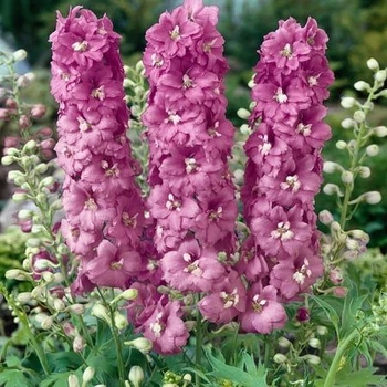 Саджанці Дельфініума Меджик Фаунтс Черрі Блоссом Уайт Би (Magic Fountains Cherry Blossom White Bee) в 380 гр горщику