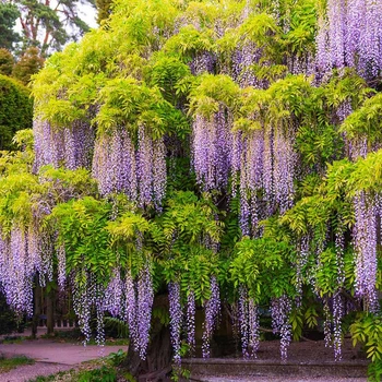 Саженцы Глицинии Эйва (Wisteria chinensis Eiyva)
