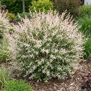 Саженцы Ивы цельнолистной японской Хакуро Нишики (Salix integra Hakuro Nishiki) Р9