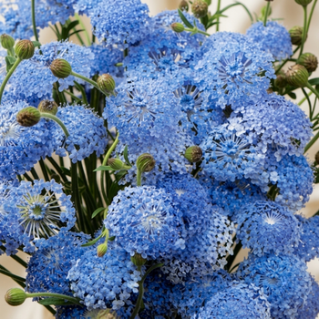 Семена Дидискус голубой 'Lavender Blue'', Trachymene carulea 5 шт/уп