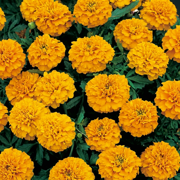 Семена Бархатцы прямостоячие 'Morning Elf', Tagetes erecta 10 шт/уп