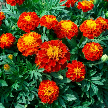 Насіння Чорнобривці розлогі 'Red Cherry', Tagetes patula 10 шт/уп