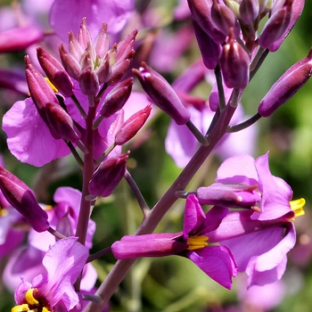 Насіння Морікандія морікандієва, Moricandia moricandioides 10 шт/уп