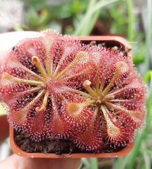 Насіння росянки Drosera Spatulata 20 штук