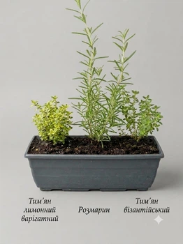 Набір пряних трав горщик 27*10*10