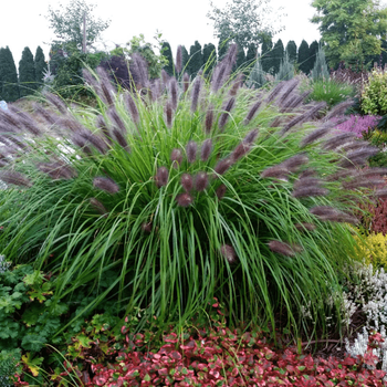 Пеннісетум лисохвостий Блек Б'юти (Pennisetum alopecuroides Black Beauty), в горшкe С1,5л