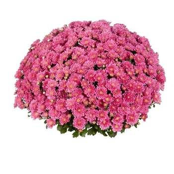 Саджанці Хризантеми №104 "Дітто дарк пінк (Ditto Dark Pink )" в 2л горщиках