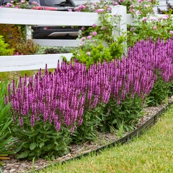 Саджанці Шавлії дібровни Карадонни Пінк (Salvia nemorosa Caradonna Pink) в 0.5л горщиках