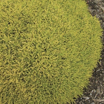 Саджанці Сантоліни лимонної, розмаринолистої (santolina rosmarinifolia 'lemon fizz)