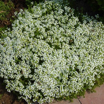 Саджанці Чебрецю (Тим'ян) Монтана (Thymus / Satureja montana) в 380 гр горщику