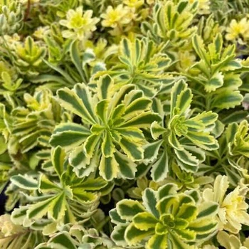 Саджанці Очитока (Седума) Міддендорфа (Sedum middendorffianum) в 380 гр горщику