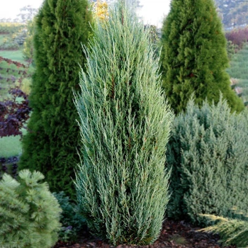 Саджанці Ялівцю скельного Блю Арроу, 3-х річний (Juniperus scopulorum Blue Arrow) С1.5