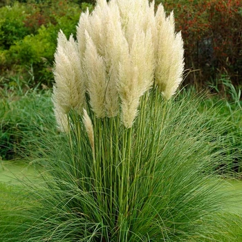 Саджанці Кортадерії білої (Cortaderia selloana) Р9