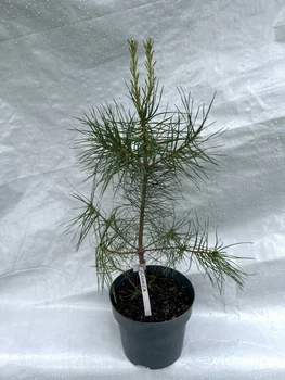 Сосна Банкса Hanna forest висота 60 см горщик 3 л