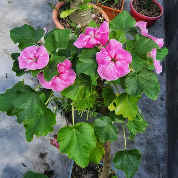 Семена Ункарина звездчатая, Uncarina stellulifera 2 шт/уп