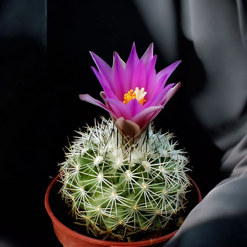 Семена Турбиникарпус Бегини, Turbinicarpus beguinii 5 шт/уп