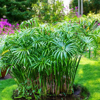 Семена Циперус зонтичный, Cyperus alternifolius 10 шт/уп