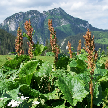 Семена Щавель конский, Rumex confertus 20 шт/уп