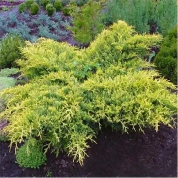 Ялівець "Gold Star" Горшок 1,5л.
