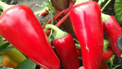 Перец Ласточка 0,3 г, ТМ Смачный