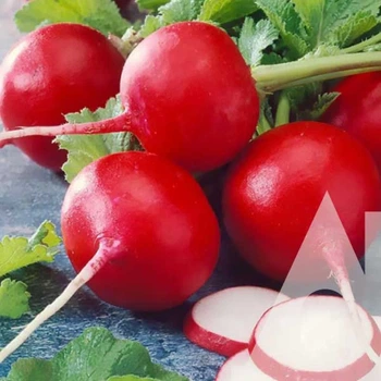 Редис Ризенбуттер, 500 г, GSN Semences